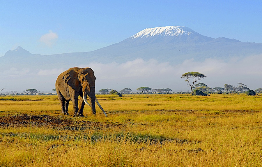 The African savannah is home to majestic elephants, elusive leopards and sable antelopes